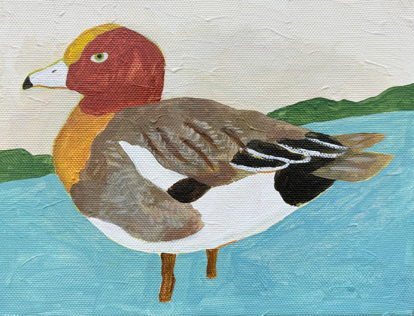 Wigeon